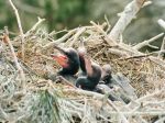 młode kormorany